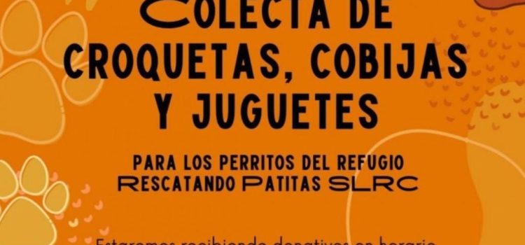 Buscan donadores de croquetas para perritos sin hogar