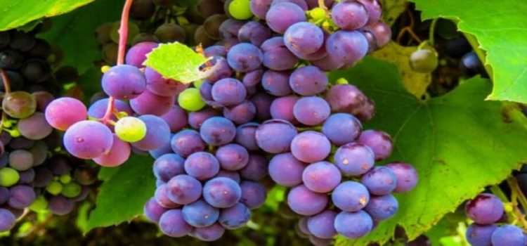 Esperan un mejor año para cosecha de uva de mesa