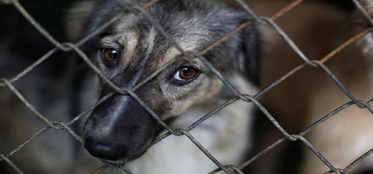 Incrementan casos de maltrato animal en Sonora