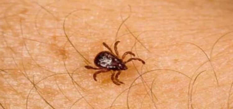Sonora encabeza casos de rickettsiosis