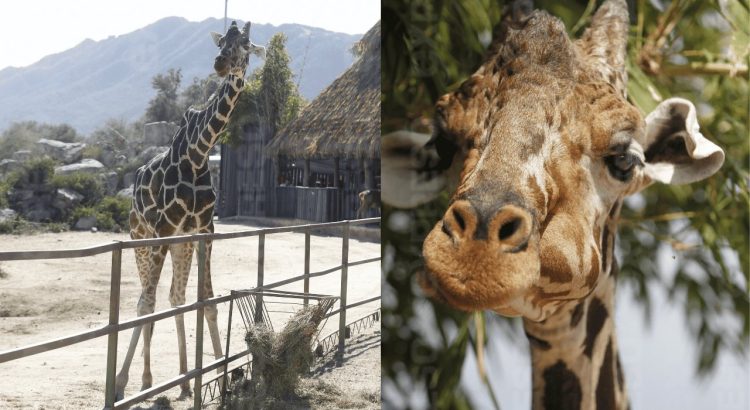 Centro Ecológico de Sonora jubilará a ‘Pancho’, jirafa del Eco Safari