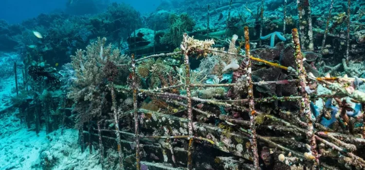 Construirán en Sonora el sistema arrecifal artificial más grande de Latinoamérica