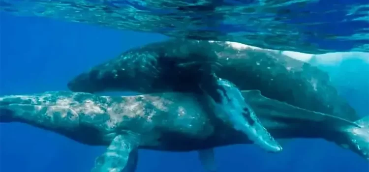 Captan por primera vez a ballenas apareándose … nomás que los 2 eran machos Captan por primera vez a ballenas apareándose … nomás que los 2 eran machos