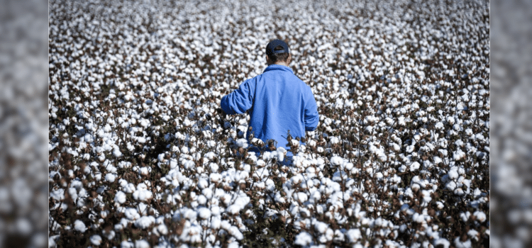 Productores de Sonora evalúan su cultivo para lidiar con las plagas