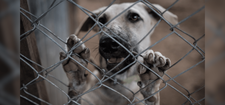 Sonora aprueba nueva ley de protección animal