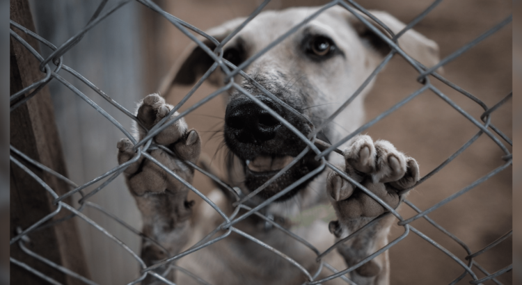 Sonora aprueba nueva ley de protección animal