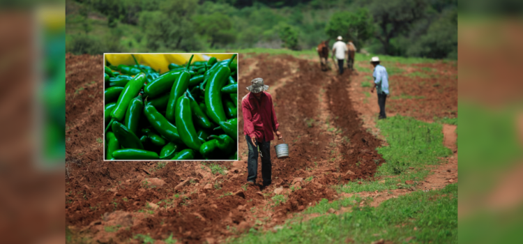 Reduce siembra de hortalizas un 58% por falta de agua.