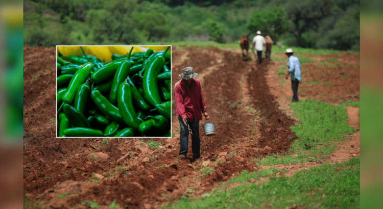 Reduce siembra de hortalizas un 58% por falta de agua.