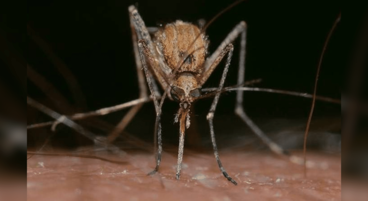 Contagios de dengue en su punto más alto en toda la historia