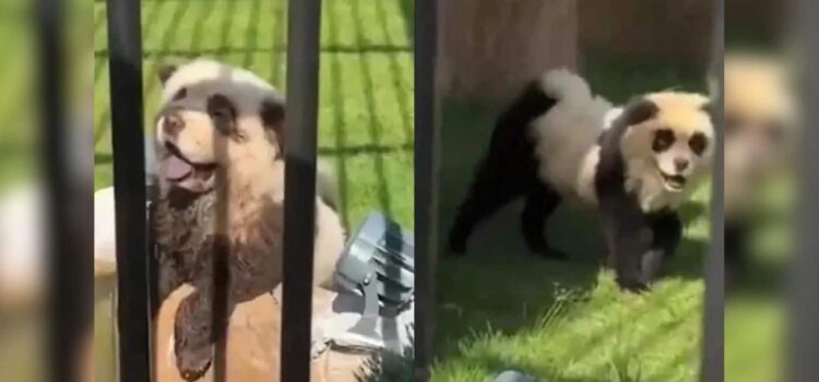 Zoológico dio a sus visitantes «perro por panda»