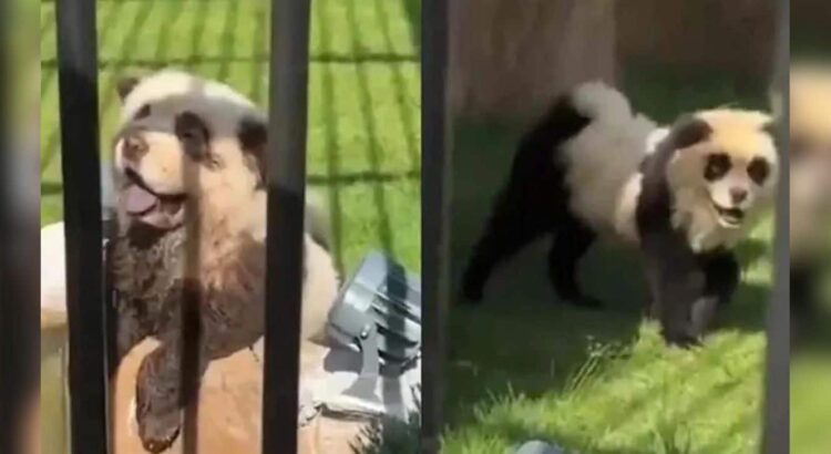 Zoológico dio a sus visitantes «perro por panda»