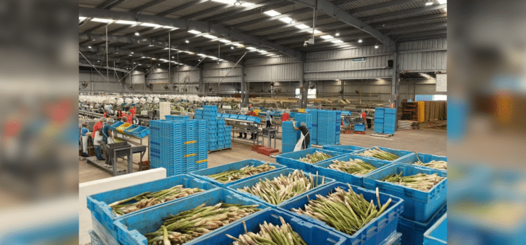 Destaca Sonora en agroexportación