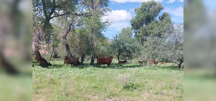 Sequía en Sonora: Mantienen esperanzas ganaderos en lluvias de invierno