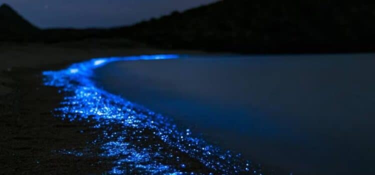 ¿En qué playas de Sonora se verá el agua bioluminiscente?