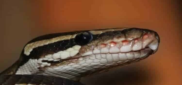 Descubren en Michoacán serpiente única en el mundo; está en riesgo crítico
