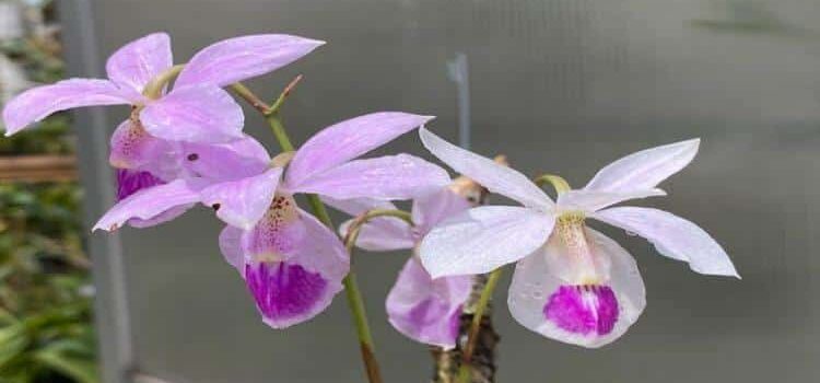 Descubren en Nayarit una nueva especie de orquídea única en el mundo