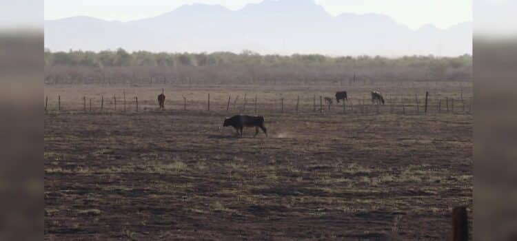Temperaturas extremas en Sonora mantienen al 100% la sequía en todo el territorio