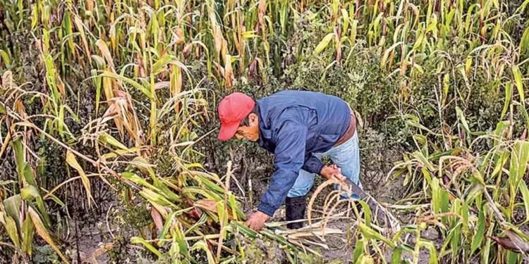 Diputados alistan dictamen contra maíz transgénico y el fracking