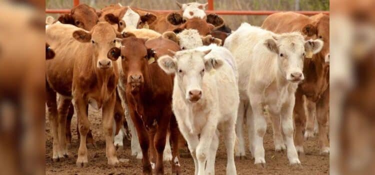Será Sonora el primer Estado en revisarse para reanudar exportación ganadera