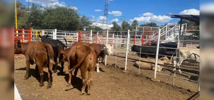 Inicia USDA revisiones en Sonora para reanudar exportaciones de ganado