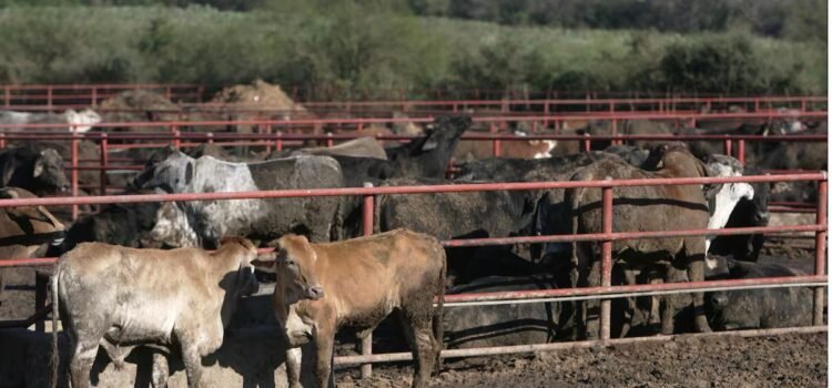 Sonora prepara inspección para reanudar exportación de ganado a Estados Unidos