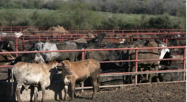 Sonora prepara inspección para reanudar exportación de ganado a Estados Unidos