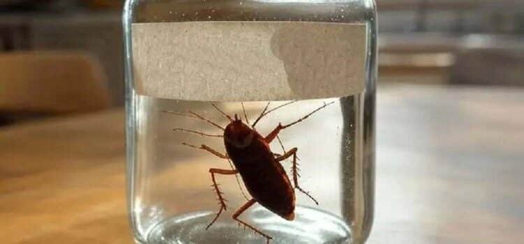 ¿Ardido o despechado?, ponle el nombre de tu ex a una cucaracha ¿Ardido o despechado?, ponle el nombre de tu ex a una cucaracha