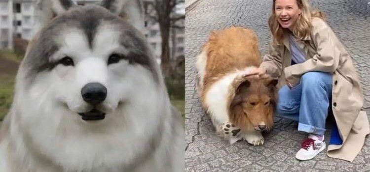 Zoologico ofrece a usuarios experimentar una «vida de perro»