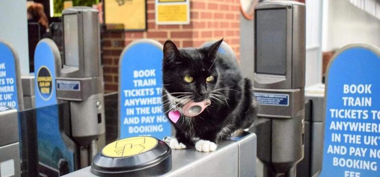 Gata recibe pase vitalicio para viajar en tren