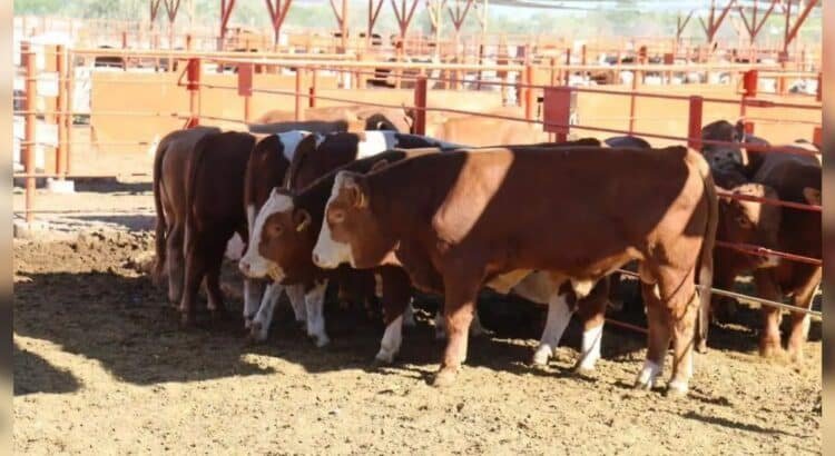 Sonora mantiene su sanidad ganadera: sin rastro del gusano barrenador