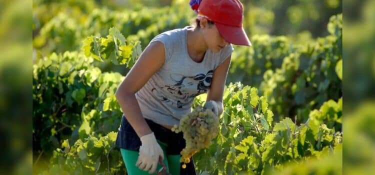 Mujeres jefas de familia aportan 47.8 % de la economía en Sonora