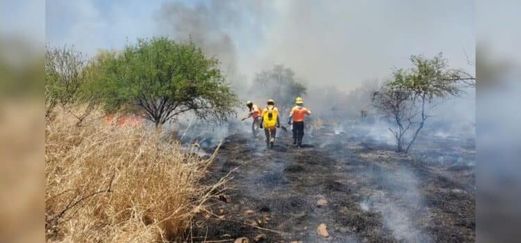 En Sonora se han registrado al menos 15 incendios forestales en lo que va del 2025