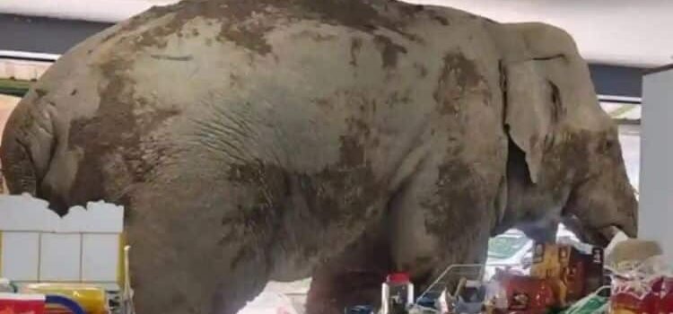 Elefante entró a robar a tienda de conveniencia Elefante entró a robar a tienda de conveniencia