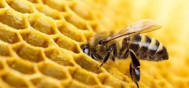 Sector de los apicultores en la región se ve afectado por la falta de floración