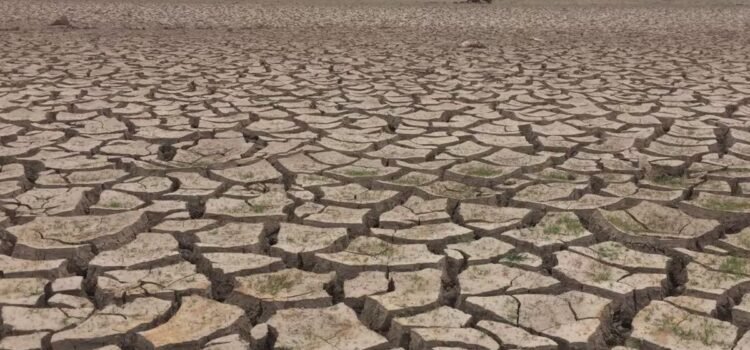 Amenaza sequía a Sonora; temen por producción agrícola y ganadera
