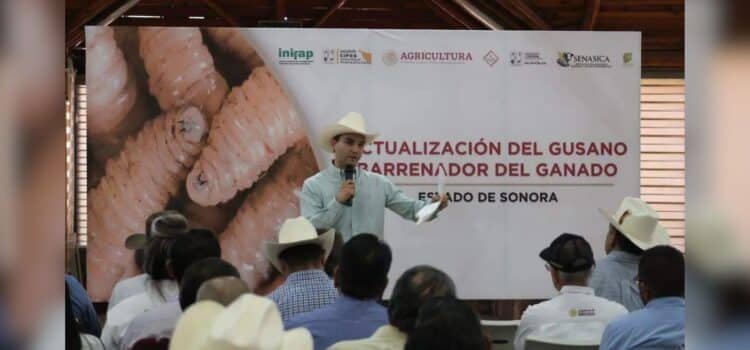 Refuerzan vigilancia en Sonora para mantener libre de gusano barrenador Refuerzan vigilancia en Sonora para mantener libre de gusano barrenador