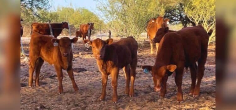 Más de 100 mil reses sin exportar a EU se acumulan en Sonora