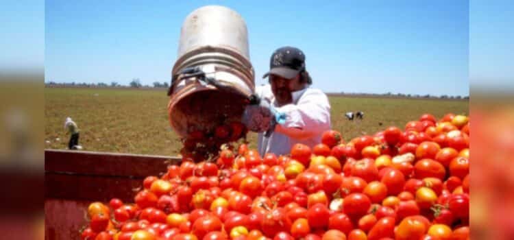 Productores de Sonora continuarán exportando tomate a EE.UU. pese a impacto del nuevo arancel Productores de Sonora continuarán exportando tomate a EE.UU. pese a impacto del nuevo arancel