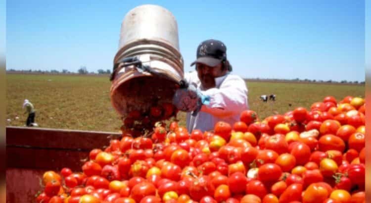 Productores de Sonora continuarán exportando tomate a EE.UU. pese a impacto del nuevo arancel