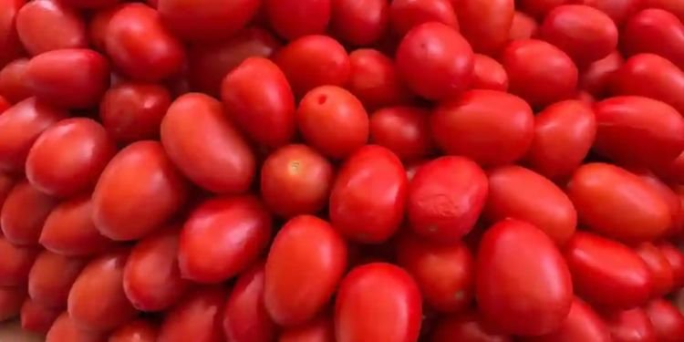 Impone Estados Unidos aranceles del 17 % al tomate mexicano