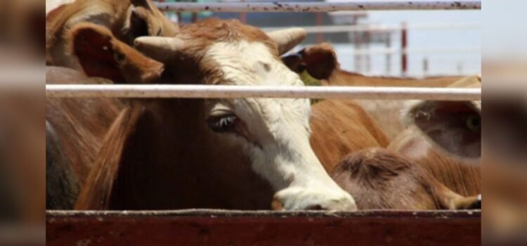Refuerzan estrategia sanitaria para confirmar ausencia del gusano barrenador en Sonora Refuerzan estrategia sanitaria para confirmar ausencia del gusano barrenador en Sonora