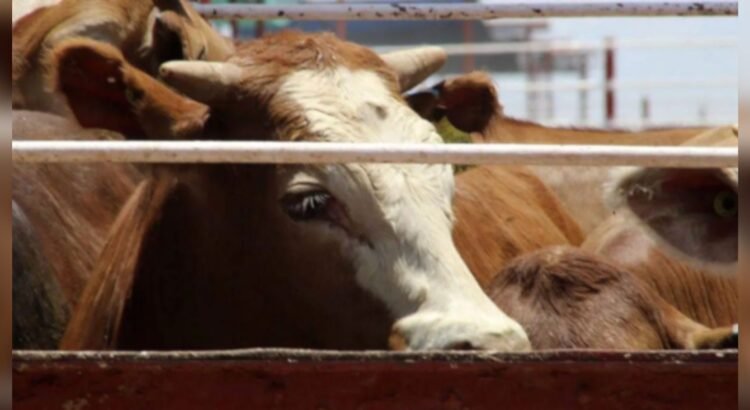 Refuerzan estrategia sanitaria para confirmar ausencia del gusano barrenador en Sonora