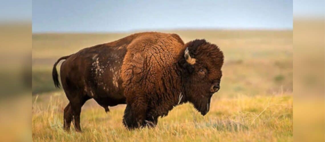 Ubican manada de bisontes en Sonora, en la parte de la sierra cerca de Cananea Ubican manada de bisontes en Sonora, en la parte de la sierra cerca de Cananea
