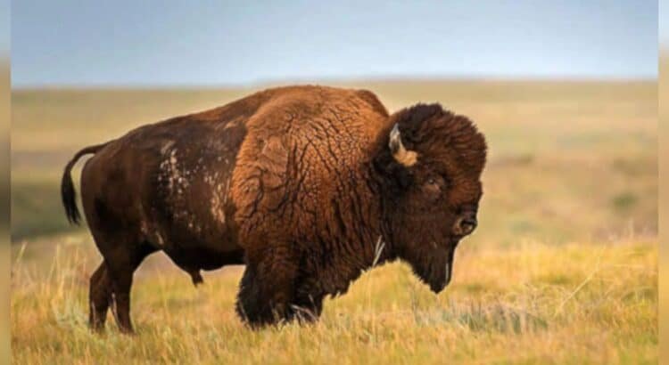 Ubican manada de bisontes en Sonora, en la parte de la sierra cerca de Cananea