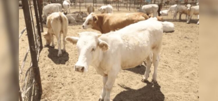 USDA visitará Sonora el 8 de septiembre para revisar exportación ganadera