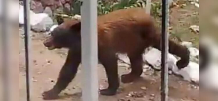 Alertan autoridades por avistamiento de oso en la sierra de Sonora Alertan autoridades por avistamiento de oso en la sierra de Sonora