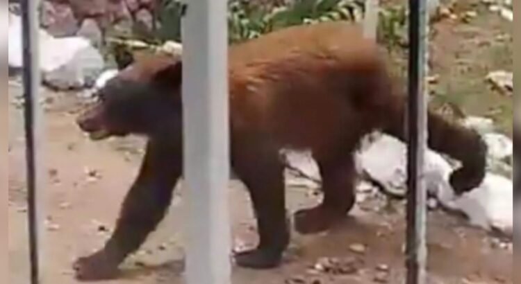 Alertan autoridades por avistamiento de oso en la sierra de Sonora